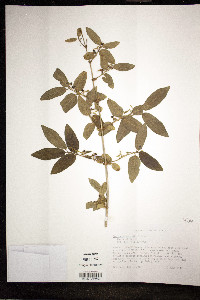 Lonicera morrowii image