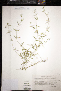 Clinopodium glabellum image