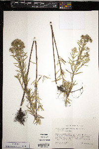 Pycnanthemum virginianum image