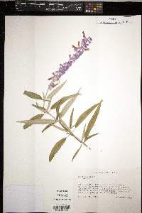 Salvia leucantha image
