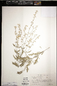 Perovskia atriplicifolia image