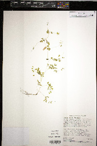 Adlumia fungosa image