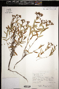 Hypericum sphaerocarpum image