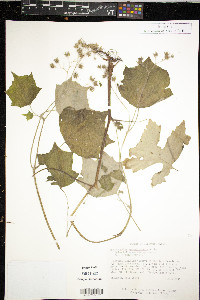 Hydrophyllum appendiculatum image
