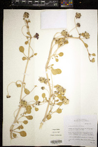 Abronia maritima image
