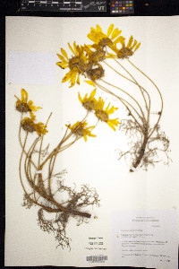 Coreopsis gigantea image