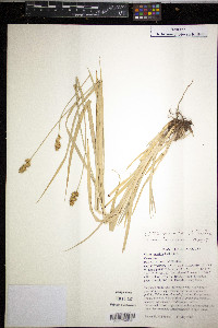 Carex gravida image