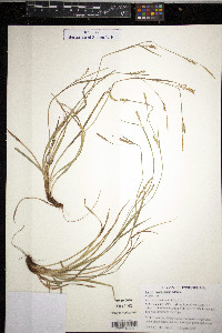 Carex gracilescens image