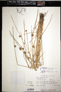 Schoenoplectiella purshiana image