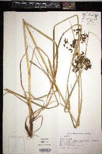 Scirpus peckii image