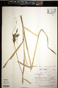 Schoenoplectus etuberculatus image