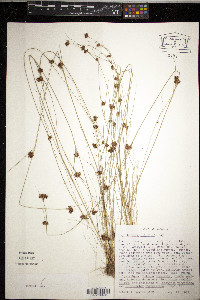 Rhynchospora filifolia image
