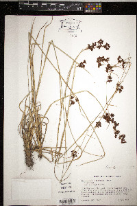 Rhynchospora elliottii image