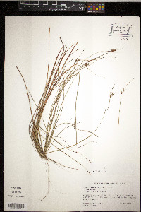 Scleria minor image