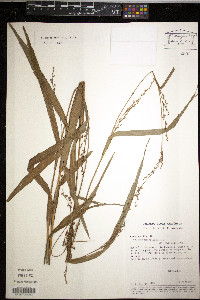 Scleria microcarpa image