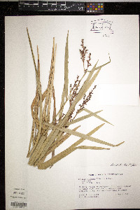 Scleria melaleuca image