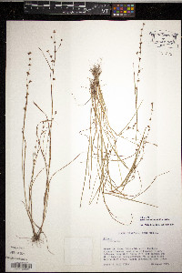 Scleria verticillata image