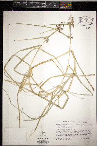 Scleria secans image