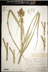 Scleria scindens image