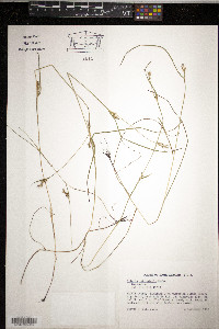 Scleria reticularis image