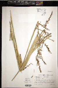Scleria mitis image