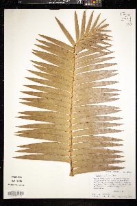 Dioon spinulosum image