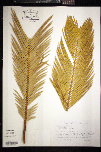 Cycas revoluta image