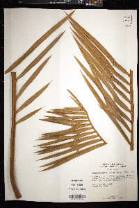 Encephalartos trispinosus image