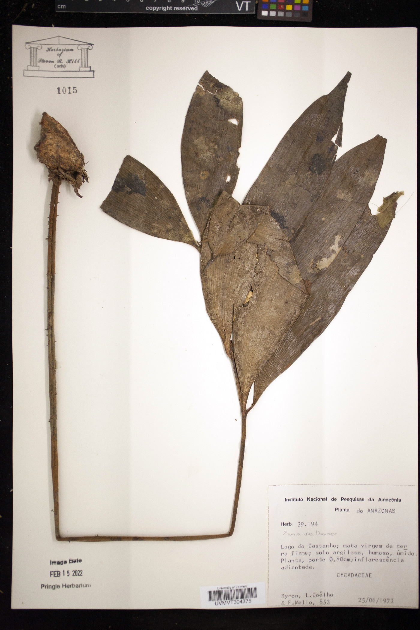 Zamia ulei image