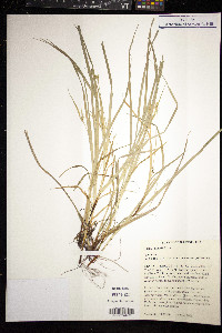 Carex jamesii image