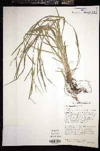 Carex hitchcockiana image