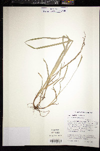 Carex hirtifolia image
