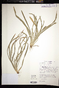 Carex glaucodea image