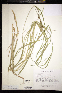 Carex emoryi image