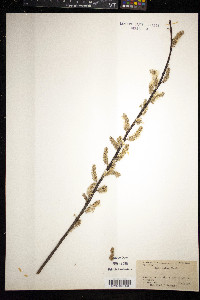 Salix sericea image