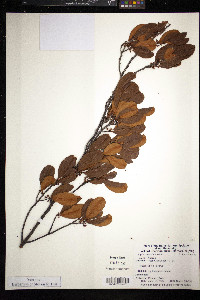 Erythroxylum areolatum image