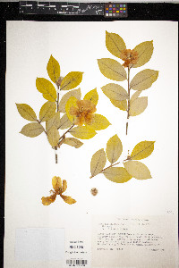 Camellia oleifera image