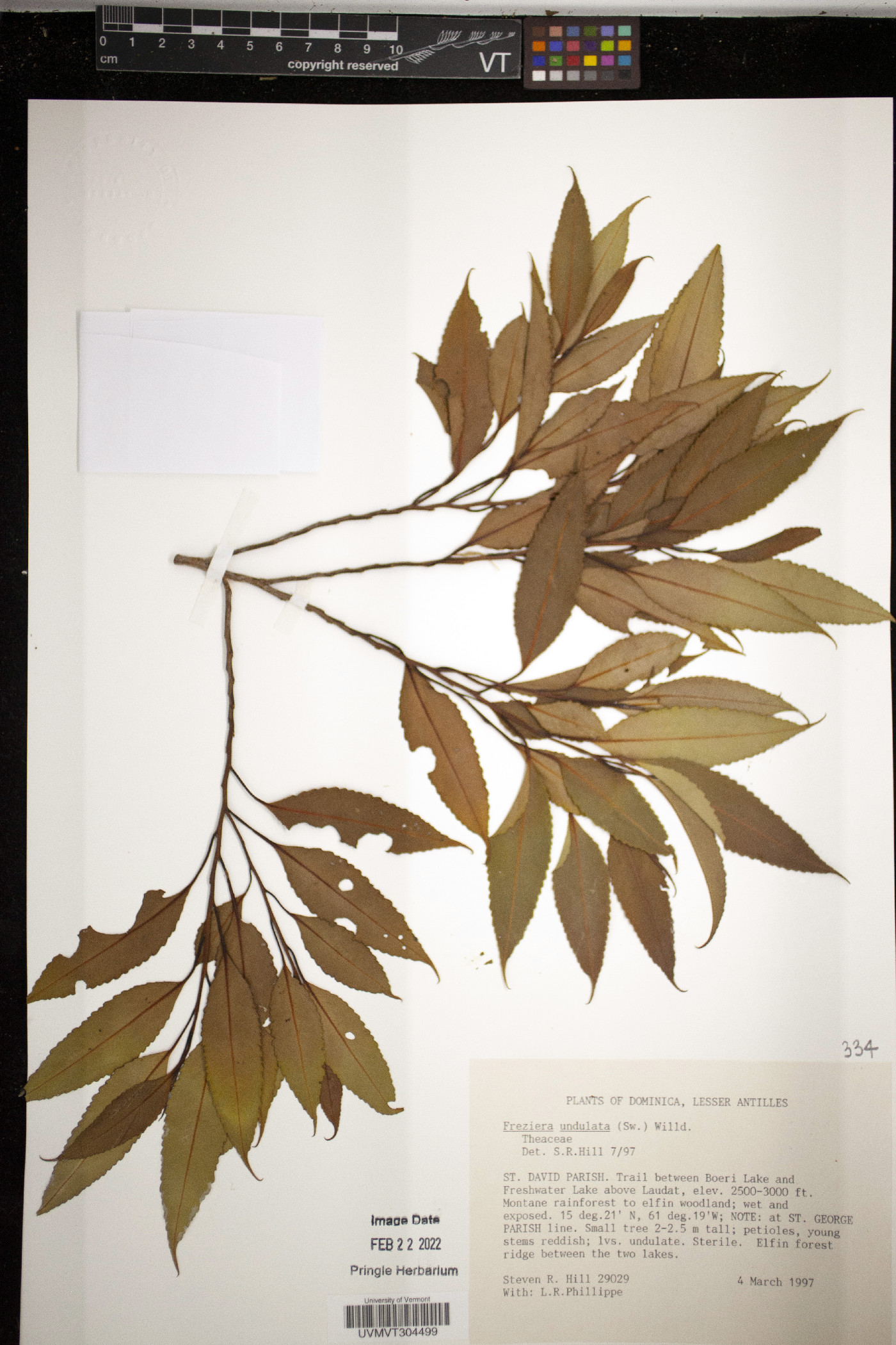 Freziera undulata image