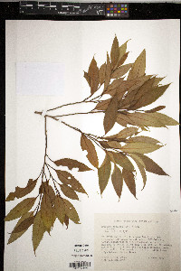 Freziera undulata image
