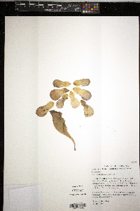 Sarracenia rosea image
