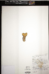 Lonicera flava image