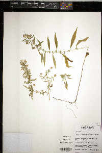 Symphyotrichum ontarionis image