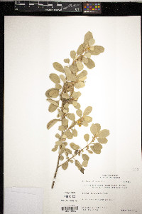 Corchorus hirsutus image
