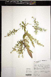 Symphyotrichum ontarionis image