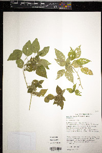 Acalypha deamii image