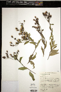Vernonia missurica image