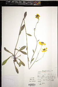 Helenium pinnatifidum image