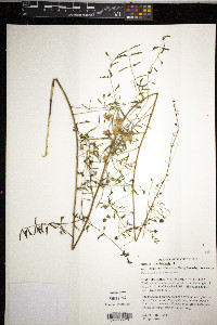 Mimosa microphylla image