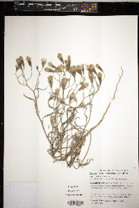 Palafoxia arida image