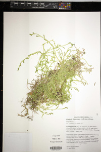 Selaginella ludoviciana image